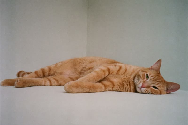 A ginger cat asleep on a blanket