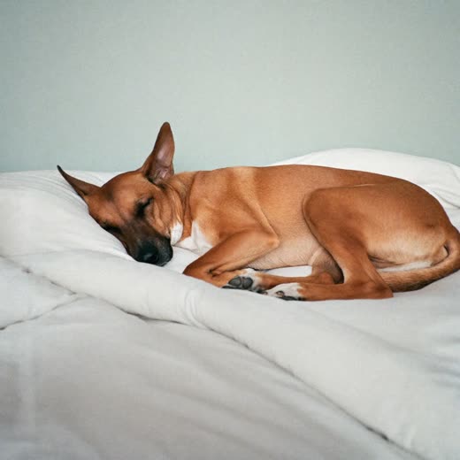 A dog asleep on clean bedding