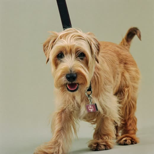 A small dog on a lead