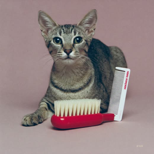 A grooming brush and comb